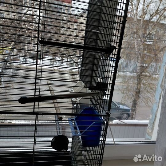 Волнистые попугаи вместе с клеткой