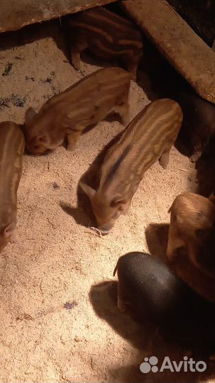 Поросята кармалы