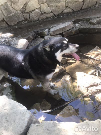 Выгул собак