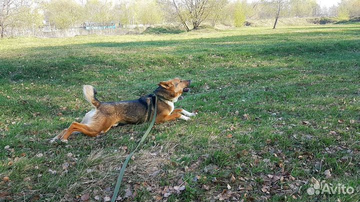 В добрые руки шикарный пес Бой