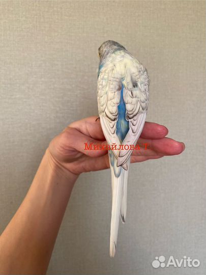 Выставочный волнистый попугай, Чех