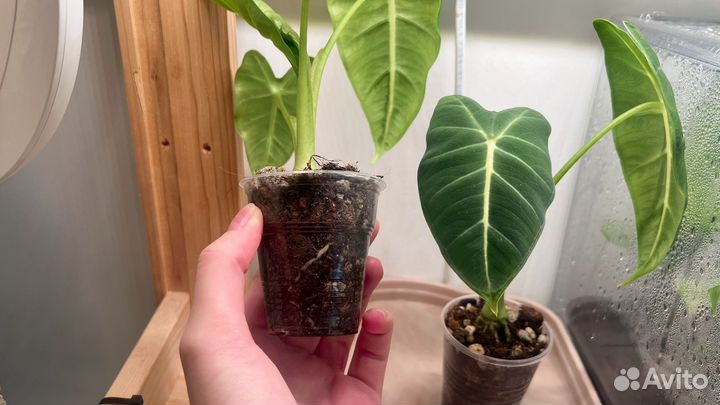 Алоказия Мишольца