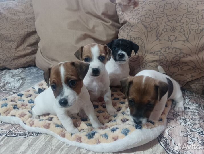 Продаются щенки