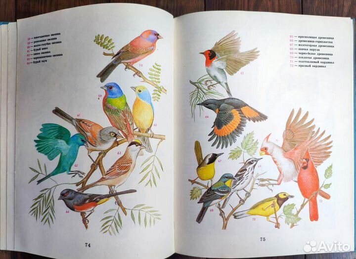 Книги птицы, млекопитающие