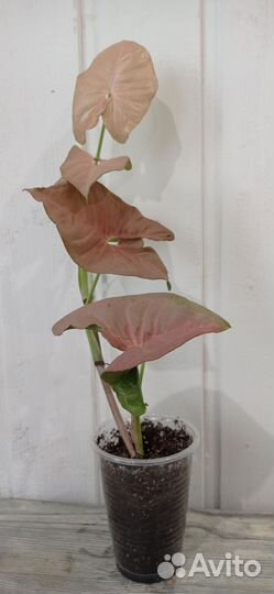 Сингониум Неон Пинк