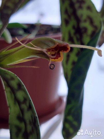 Эсхинантус мраморный