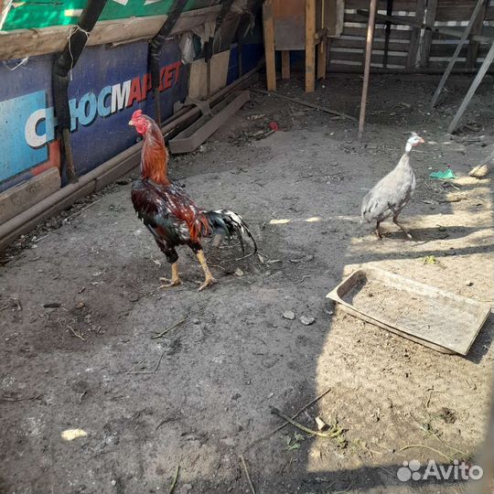 Бойцовые петухи яйца инкубационные