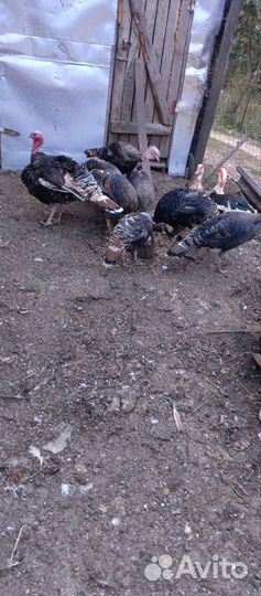 Продам индюков. Домашние