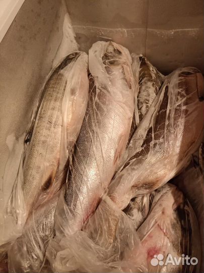 Свежая рыба кета