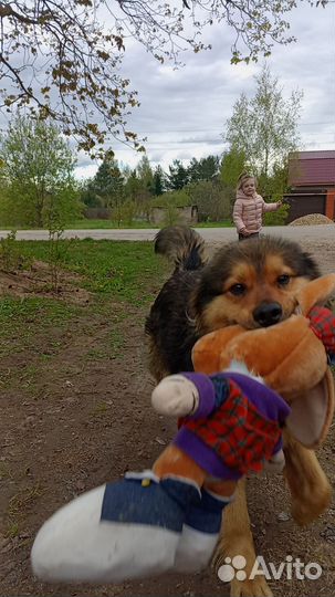 Собака в добрые руки