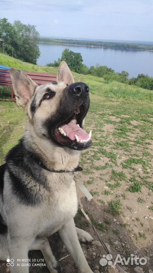 Кобель Вост европ.1.5 года для вязки