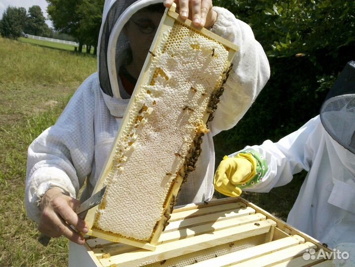 Мед натуральный из Алтая оптом