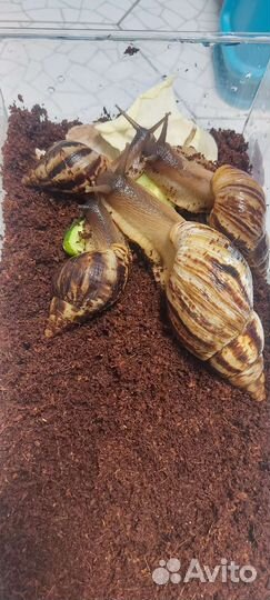 Улитки ахатины и улитята