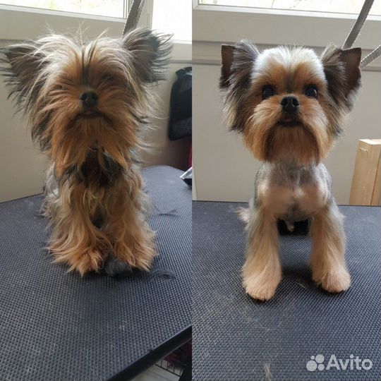 Стрижка собак