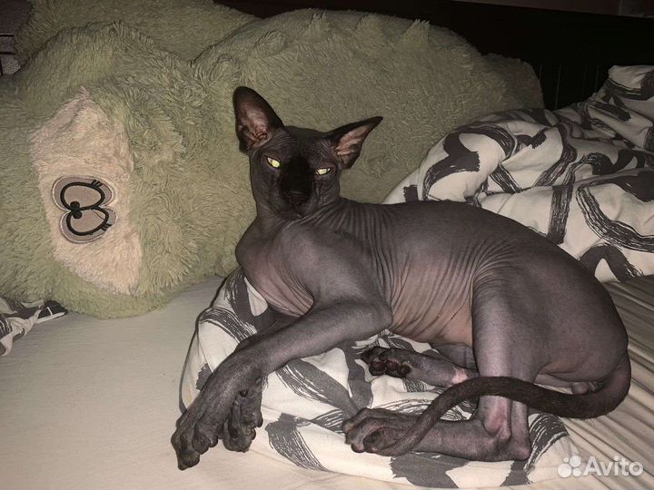 Канадский сфинкс