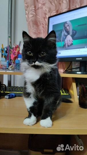 Кошка