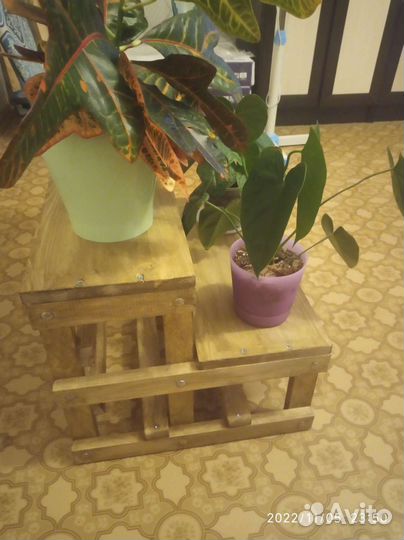 Цветочница уличная