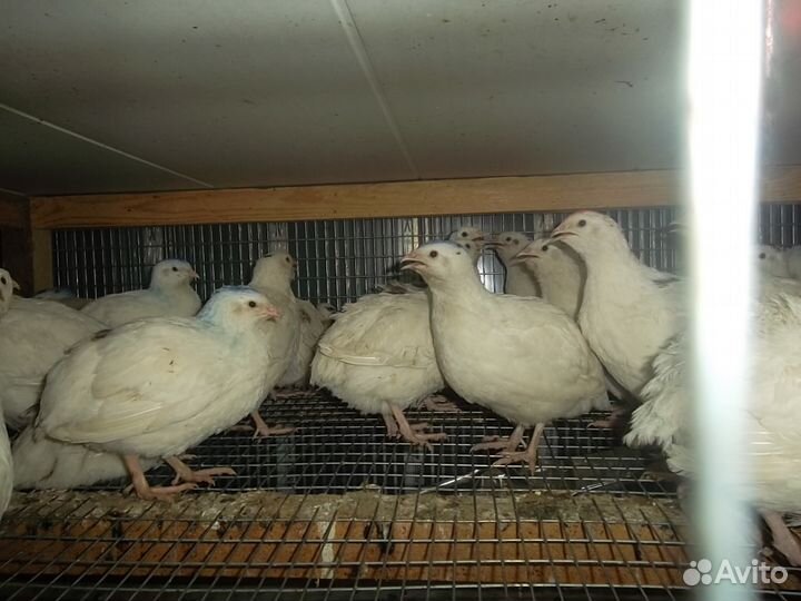 Перепела техасские