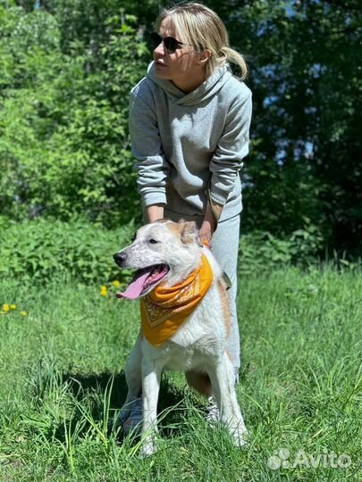 Собака в добрые руки