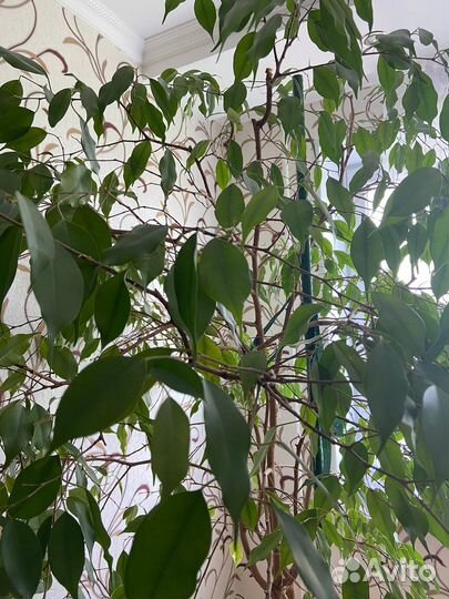 Фикус бенджамина