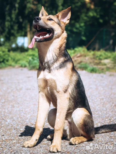 Щенок Потап 7 мес