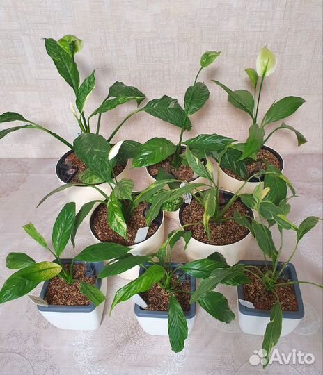 Коллекция спатифиллумов