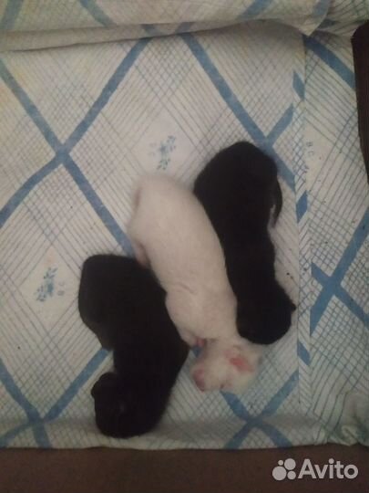Котята белые и чёрные в добрые руки