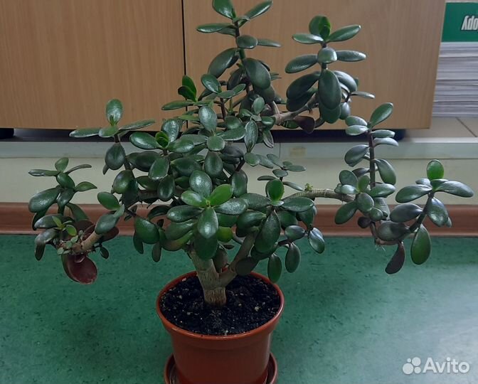 Цветок толстянка крассула денежное дерево
