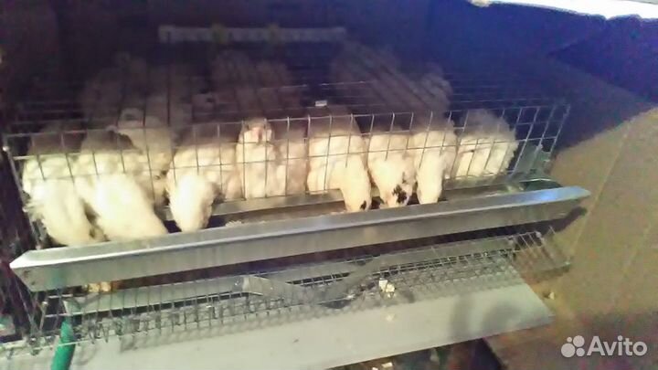 Перепелиная клетка на 10 шт в сборе