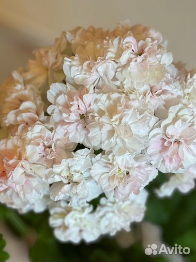 Пеларгония