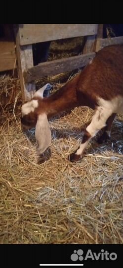 Козочка нубийская
