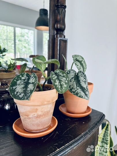 Сциндапсус Треби Экзотика