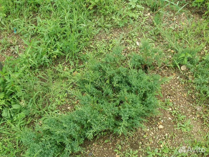 Саженцы хвойных пород