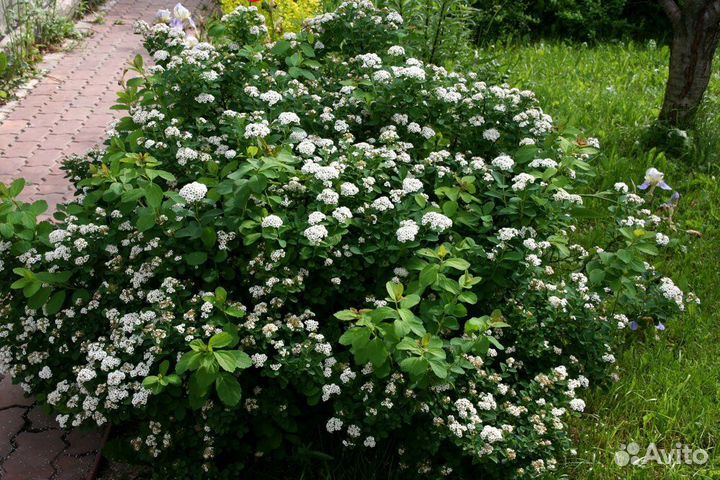 Спирея березолистная кустарник саженцы