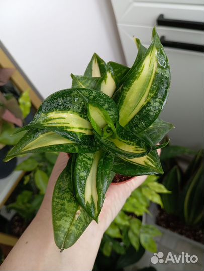 Сансевиерия ханни Страйкер