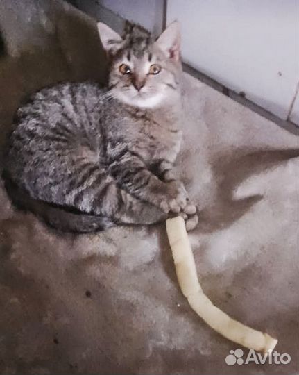 Котенок в добрые руки