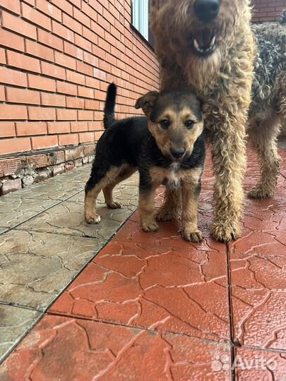 Щенок в добрые руки