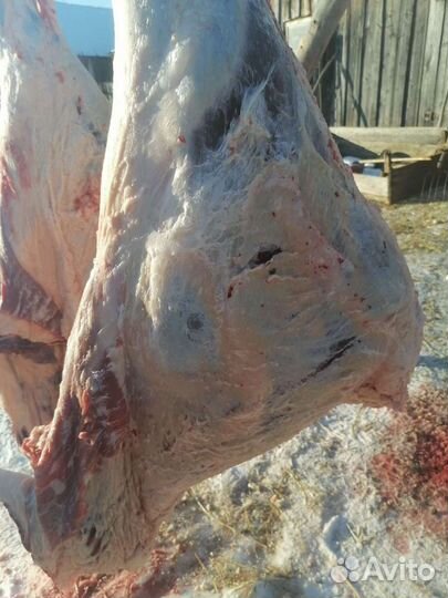 Мясо деревенское Халяль. оптом и в розницу