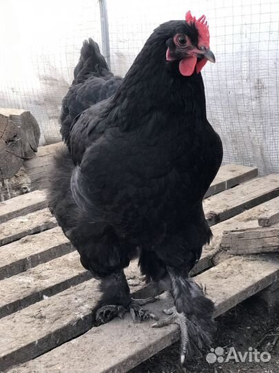 Инкубационное яйцо. Петухи. Индюшата