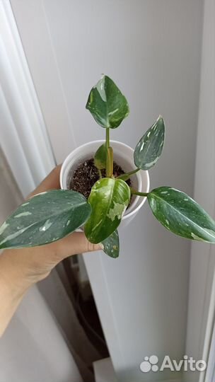 Филодендроны