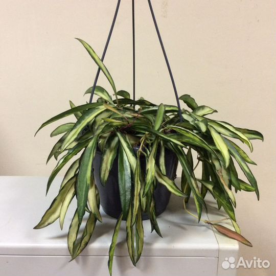 Хойя Вайети триколор и мурайя