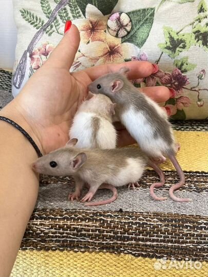 Ручные крысята девочки