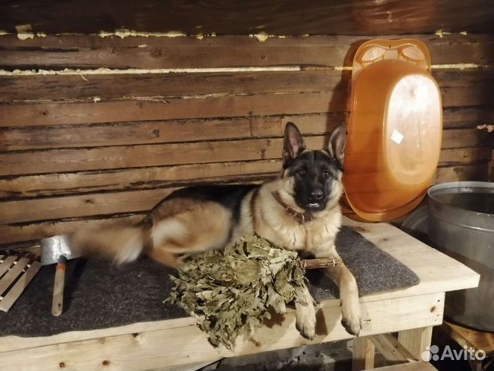 Немецкая овчарка вязка