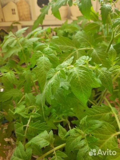 Рассада помидорок