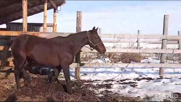 Продам жеребца