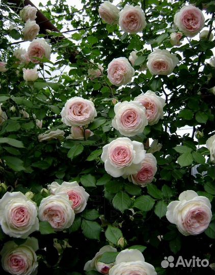 Саженцы плетистой розы