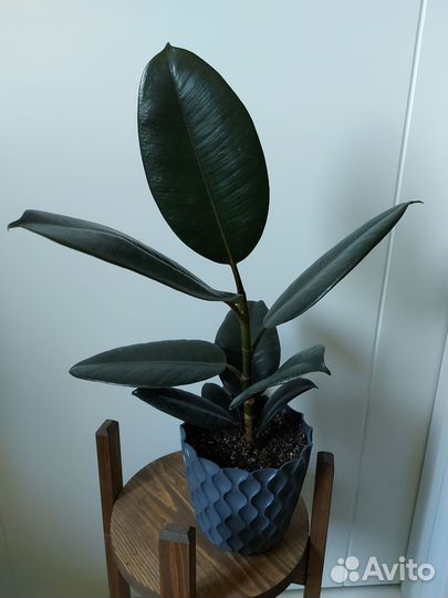 Фикус черный принц