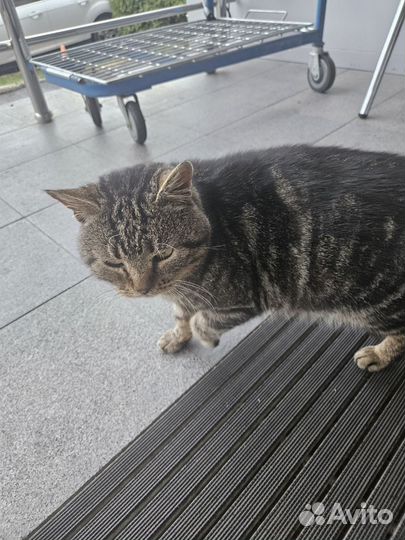 Котика в дар мальчика