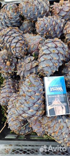 Шишка кедровая, свежая