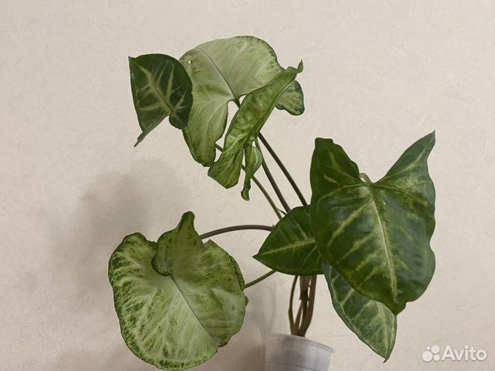 Цветок Сингониум (комнатное растение)